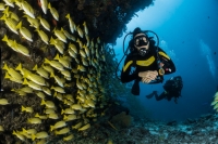 Guida alle migliori app per fare immersioni