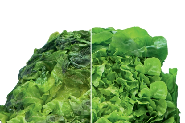Gli effetti delle nuove tecnologie AEG sull'insalata (a destra).
