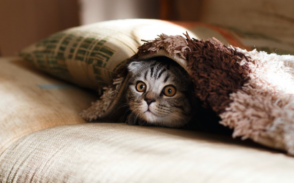 Le migliori app per gli animali domestici